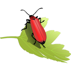 Cardinal beetle (Pyrochroa coccinea)