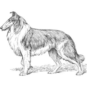 collie 2 grayscale