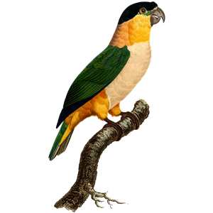 Parrot 59