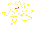 Pink Yellow Lotus