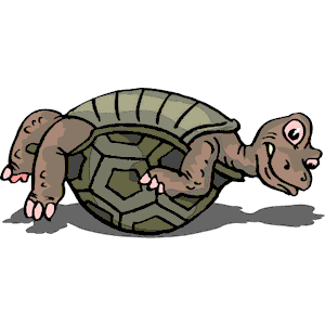 Tortoise On Back
