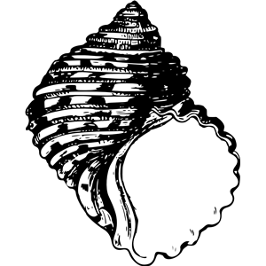 Sea shell 26