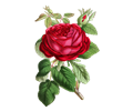 Vintage Rose Illustration