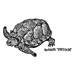 Gopher Tortoise