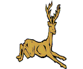 Deer 09
