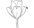tulip flower
