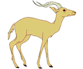 Antelope 002