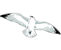 Seagull 02