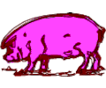 Pig 08