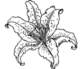 Lilium Auretum