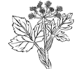 Heraculeum lanatum