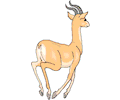 Antelope 012