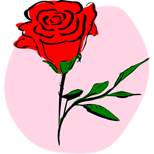 coloured rose