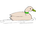 Duck 15