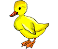 Duckling 1