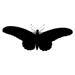 Butterfly Silhouette 7