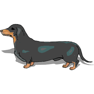 Dog With Small Legs