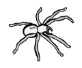 spider - lineart