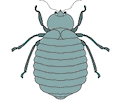 Beetle 06