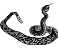 rattle snake