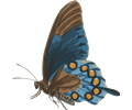 butterfly (papilio philenor) - side
