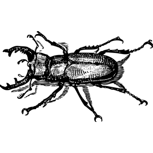 Staghorn Beetle