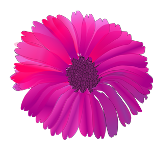 flower pink
