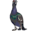 Pigeon 16