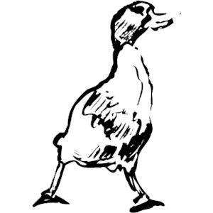 Duck - Mallard 01