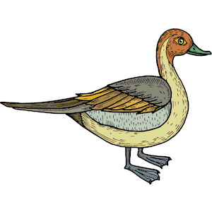 Duck 39
