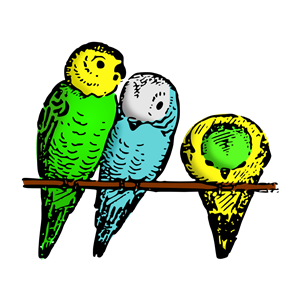 Lutz - parakeets colored