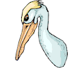 Pelican 15