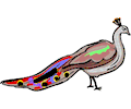 Peacock 4