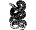 Snake 10