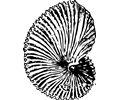 argonaut shell