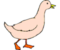 Duck 67