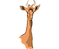 Antelope 07