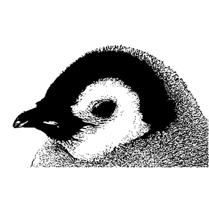 Emperor Penguin Chick (Head)
