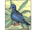 Pigeon 10