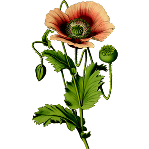 Opium poppy 4