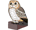 Owl 27