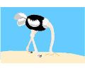 Ostrich 02