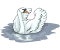 Swan 21