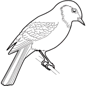Sparrow 03