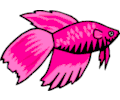 Fish pink