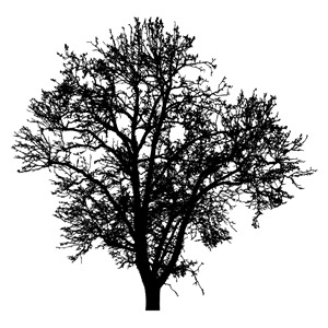 Barren Tree Silhouette 4