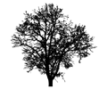 Barren Tree Silhouette 4