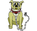 Bulldog on Chain