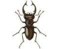 stag beetle (lucanus elephas)