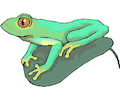 Frog 032